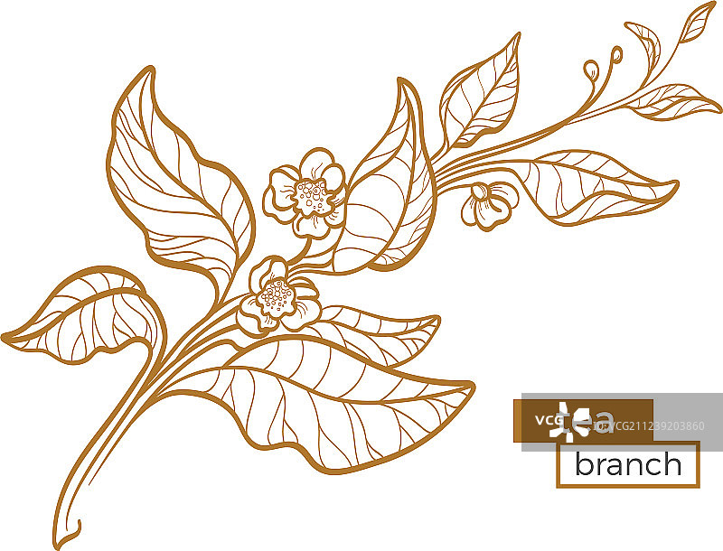 茶树枝1图片素材