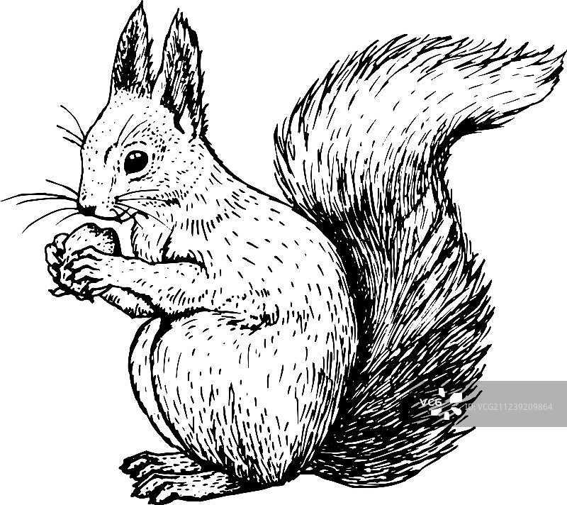 手绘松鼠素描图片素材