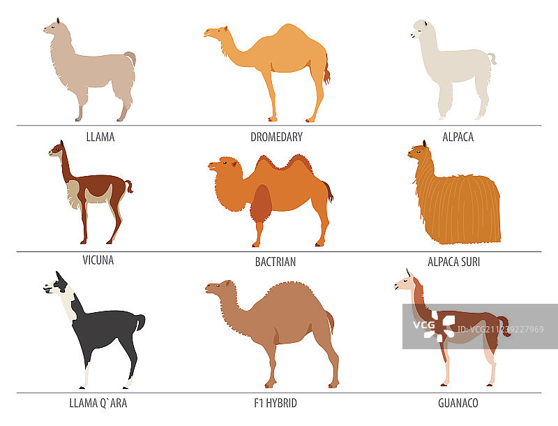 骆驼羊驼原驼羊驼品种图标动物合集图片素材