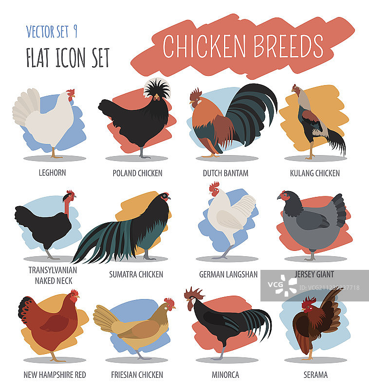 家禽养殖鸡品种图标集图片素材