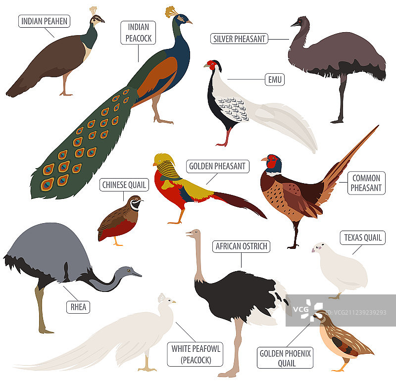 家禽养殖：孔雀、鸵鸟、雉鸡和鹌鹑图片素材