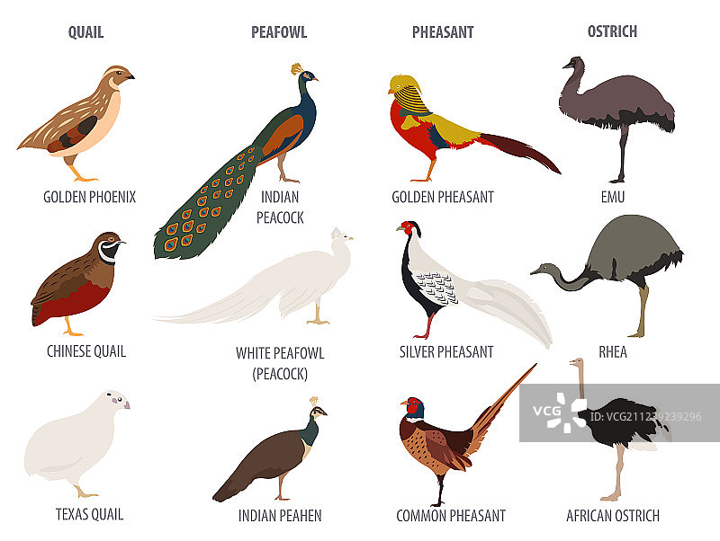 家禽养殖：孔雀、鸵鸟、雉鸡和鹌鹑图片素材