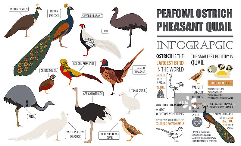 家禽养殖信息图表模板 - 蓝孔雀图片素材