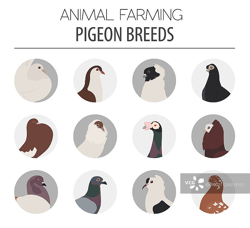 家禽养殖鸽子品种图标扁平设计图片素材