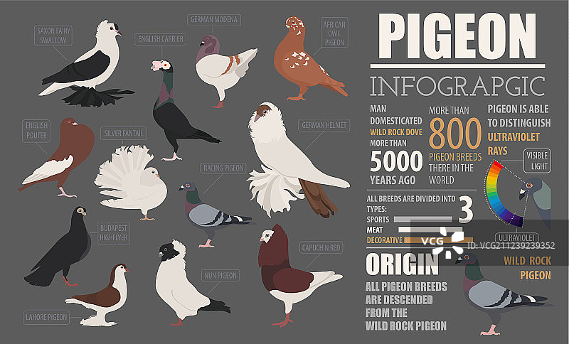 家禽养殖信息图表模板：鸽子图片素材