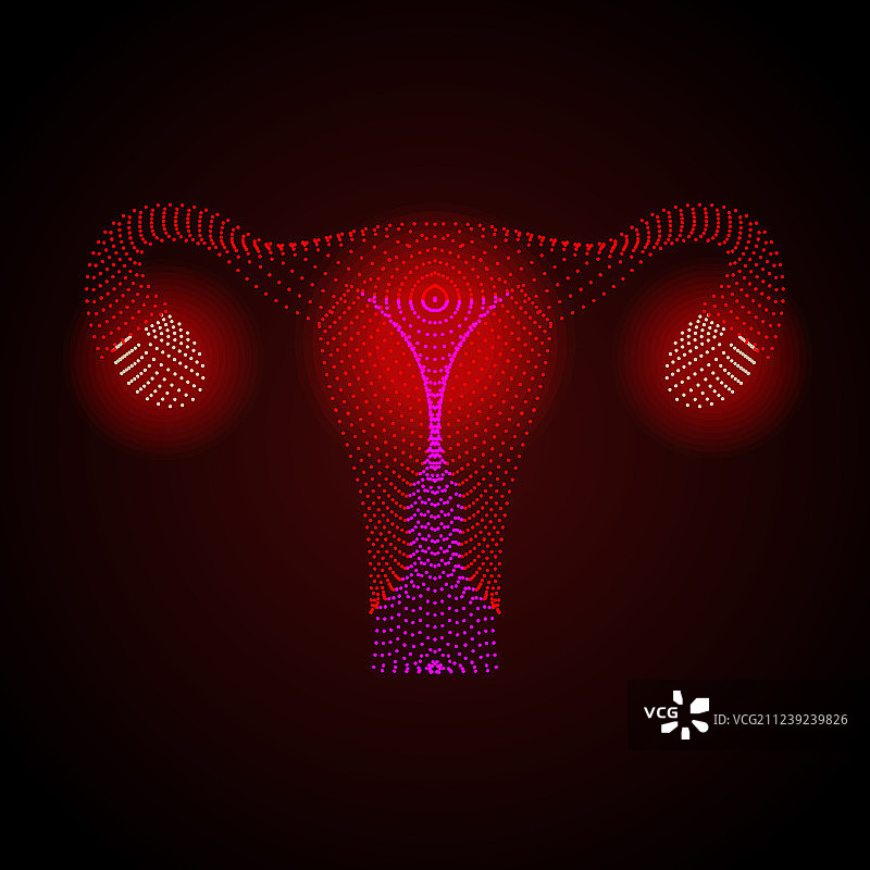 带有卵巢、宫颈和输卵管的子宫图片素材