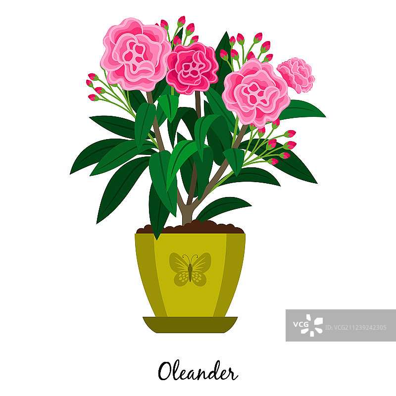 盆栽夹竹桃图片素材