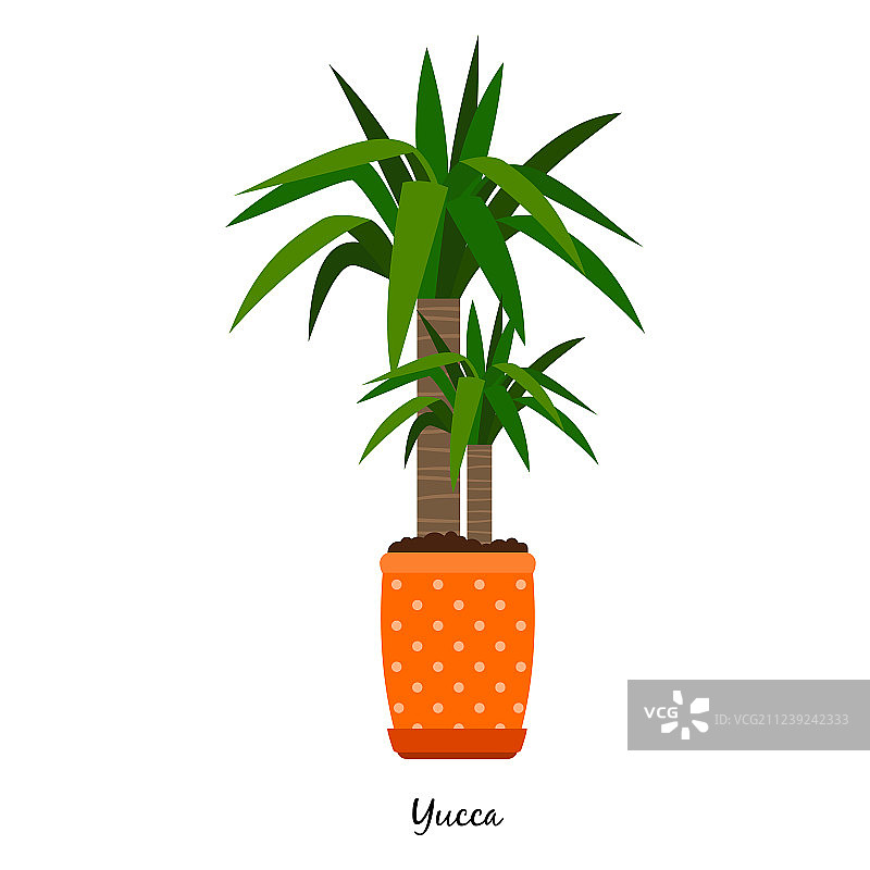 盆栽丝兰植物图片素材