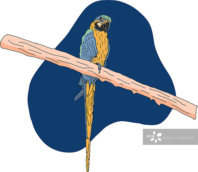 树上色彩鲜艳的鹦鹉艺术图片素材