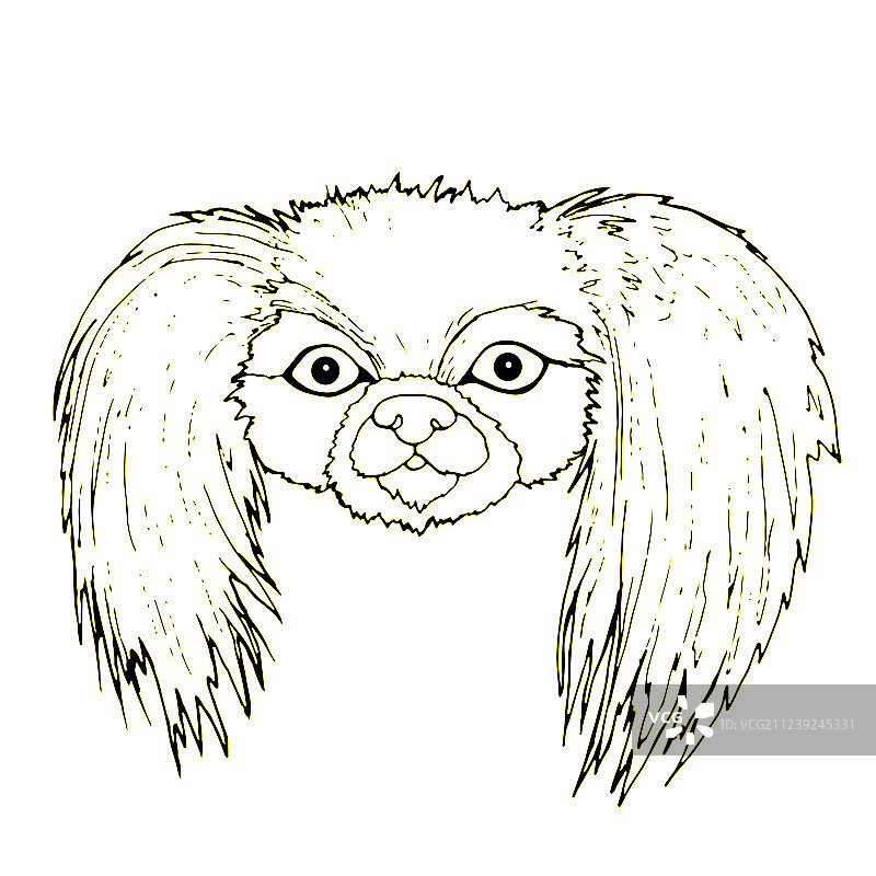 黑白色京巴犬头部特写图片素材