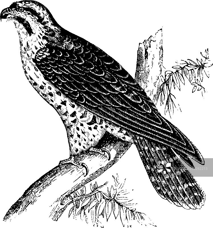 复古风格的游隼图片素材