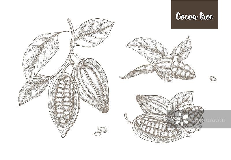 植物手绘图案合集图片素材