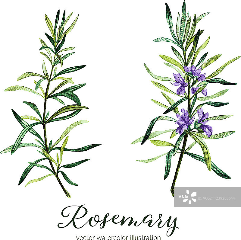 迷迭香水彩图片素材