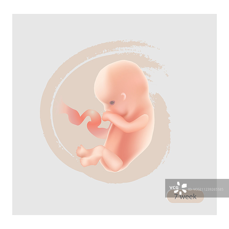 胎儿图标，怀孕十周胚胎图片素材