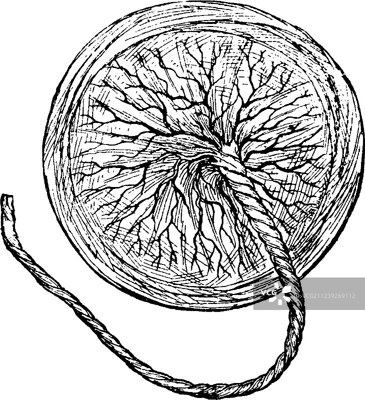 复古胎盘图片素材