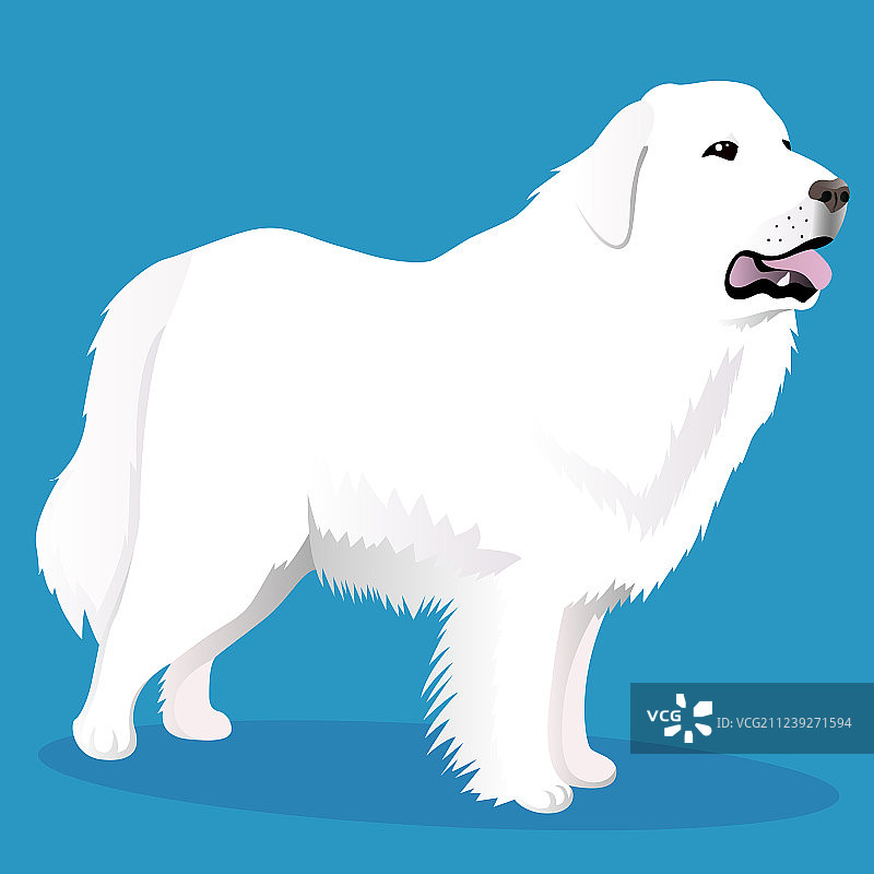 大比利牛斯犬图片素材