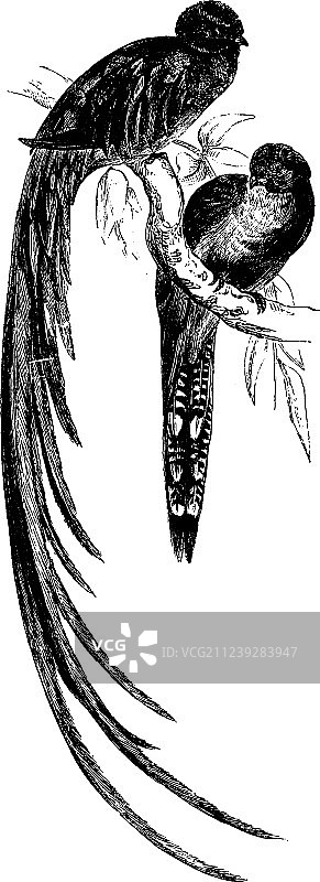 华丽美洲咬鹃复古风格图片素材