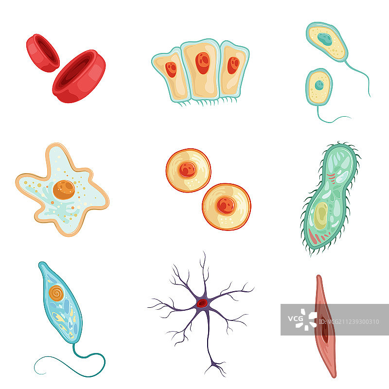 人体细胞详细解剖结构图片素材