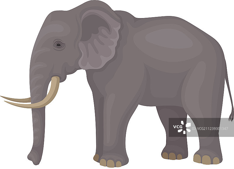 白色背景上孤立的灰色大象图片素材