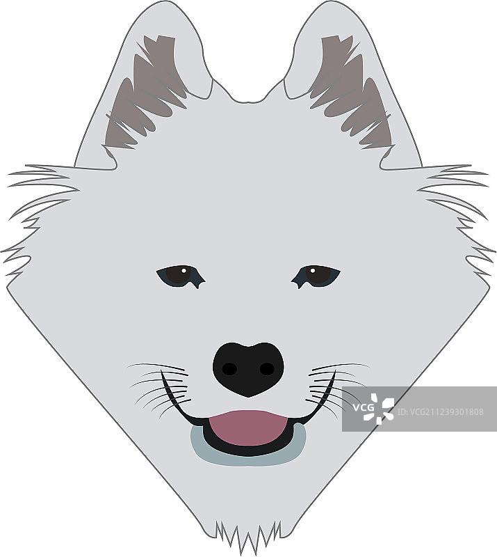 孤立的萨莫耶德人阿凡达图片素材