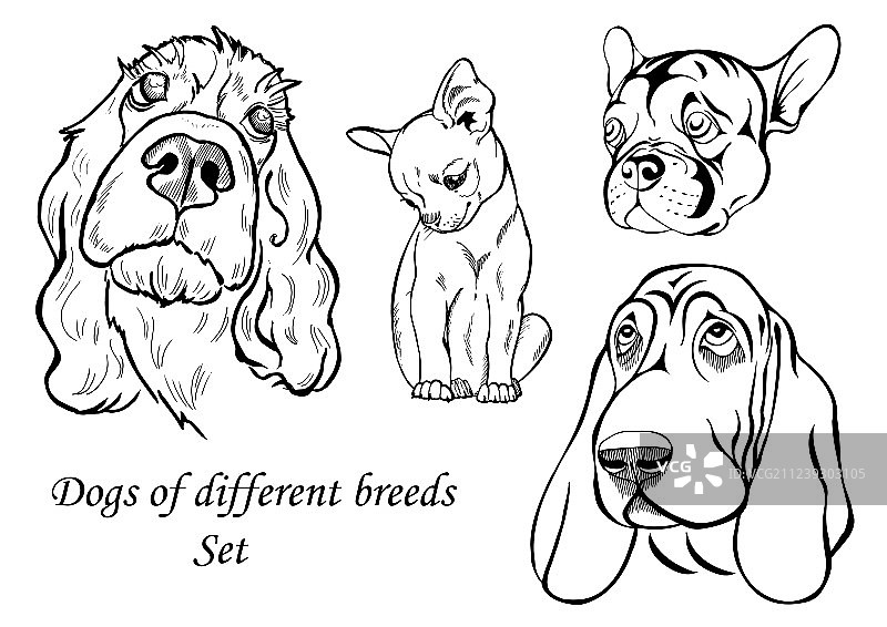 不同品种的狗狗合集图片素材