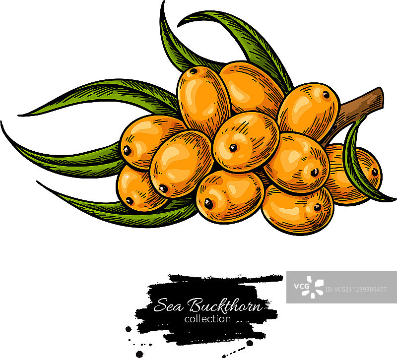 沙棘手绘浆果图片素材