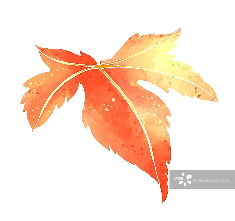 枫叶红叶图片素材