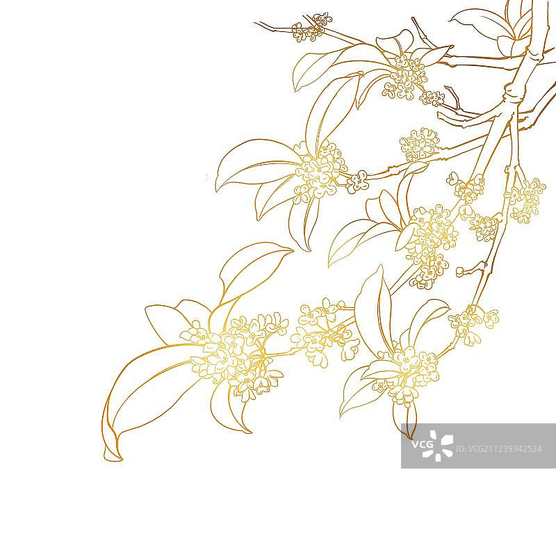 桂花枝线图片素材