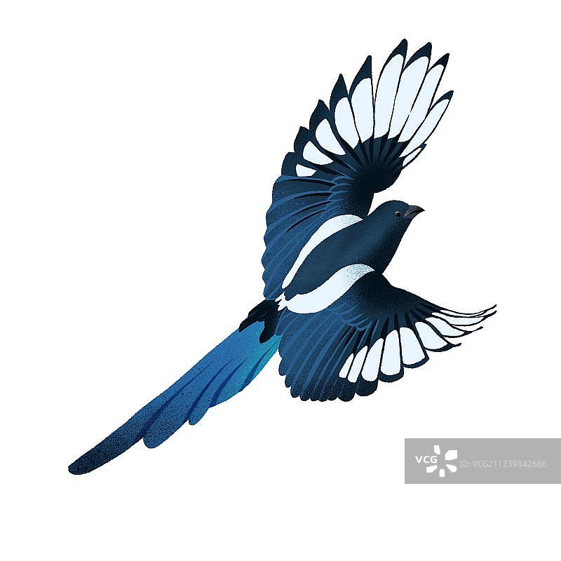 蓝色飞翔姿态喜鹊写实画风七夕喜鹊插画图片素材