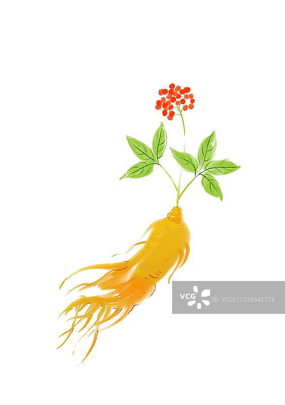 水彩画营养草药人参图片素材