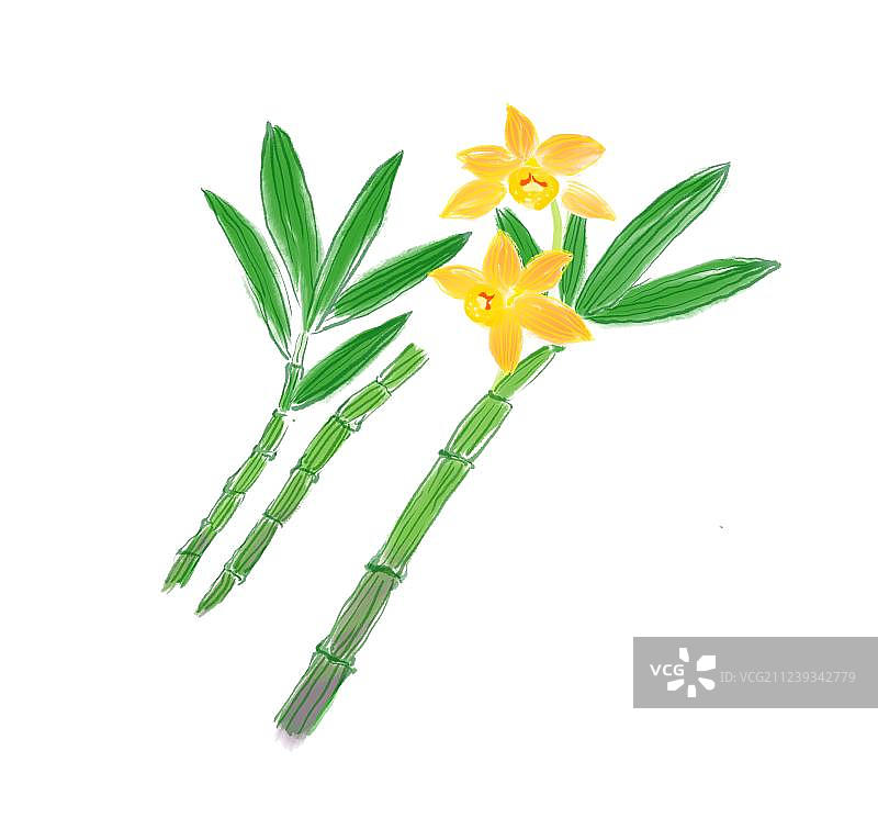 水彩画营养草药铁皮石斛图片素材