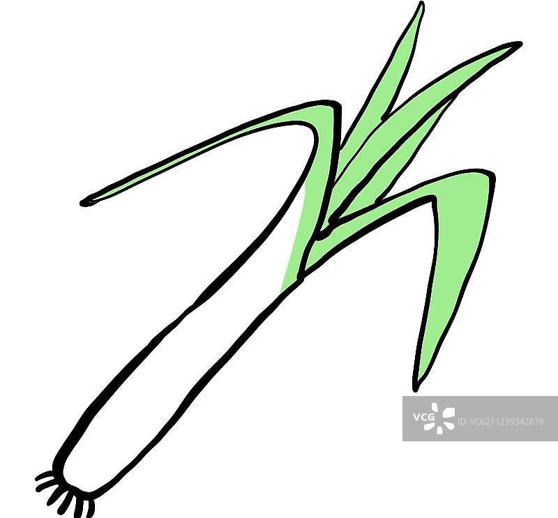 美味营养大葱图片素材