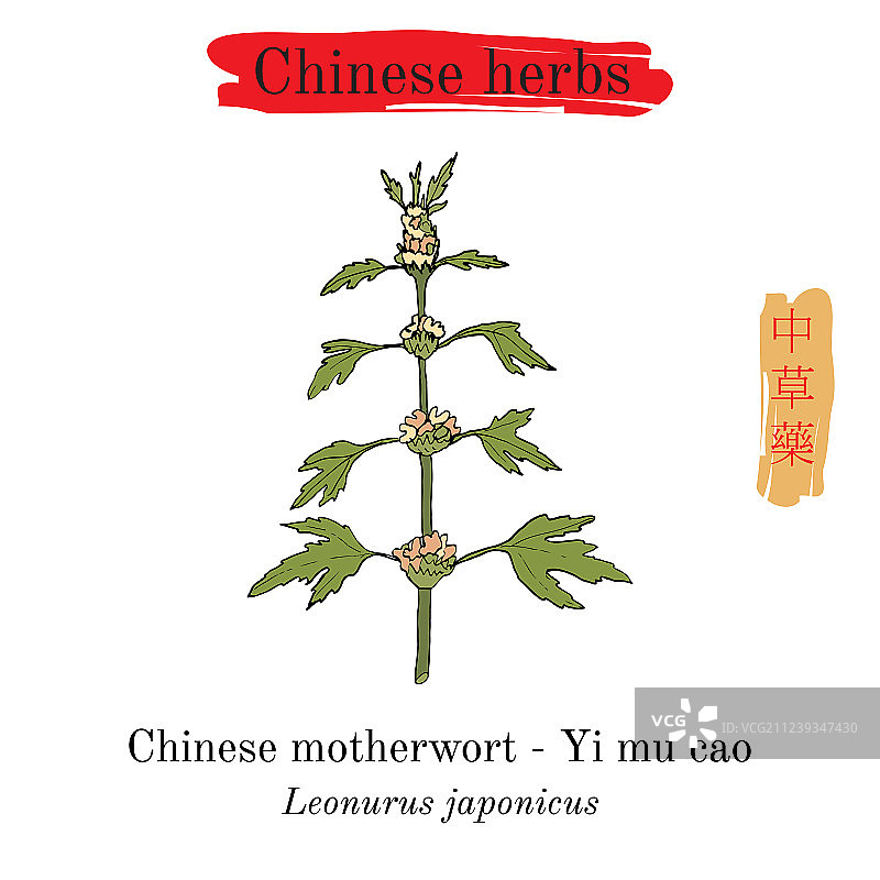 中国药草益母草图片素材