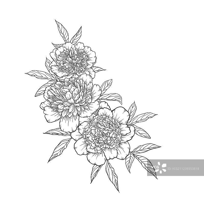 美丽单色黑白牡丹花束图片素材