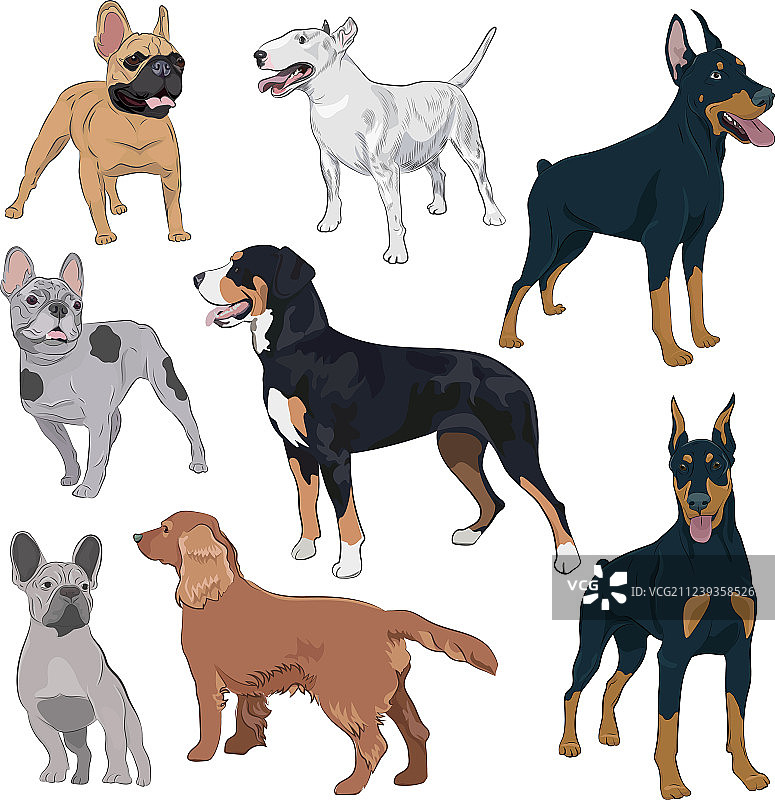 白色背景上的站立狗品种合集图片素材