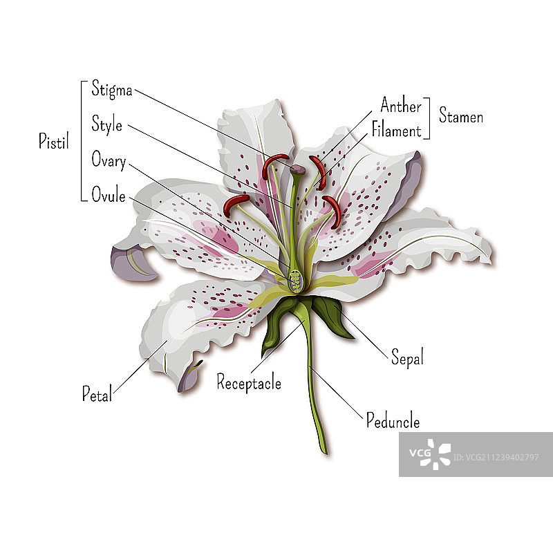 百合花结构信息图图片素材