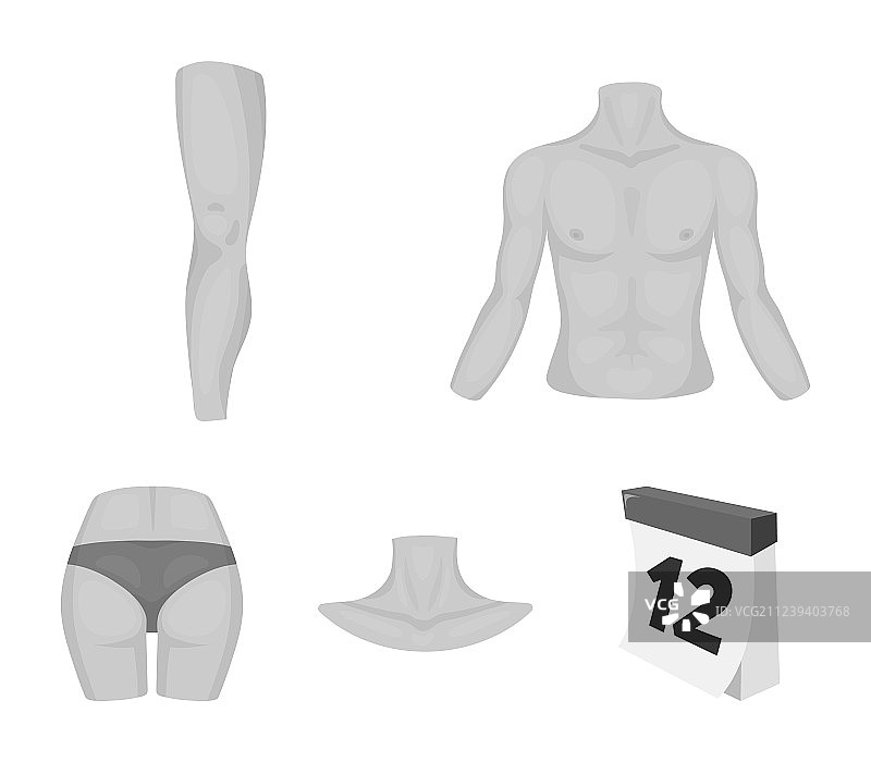 躯干腿颈部和臀部身体部位套装图片素材