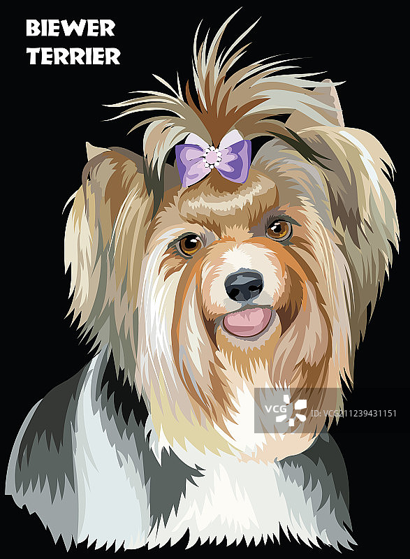 彩色比尔沃梗犬图像图片素材