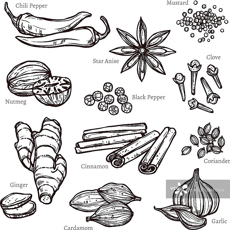 香草和香料素描合集图片素材