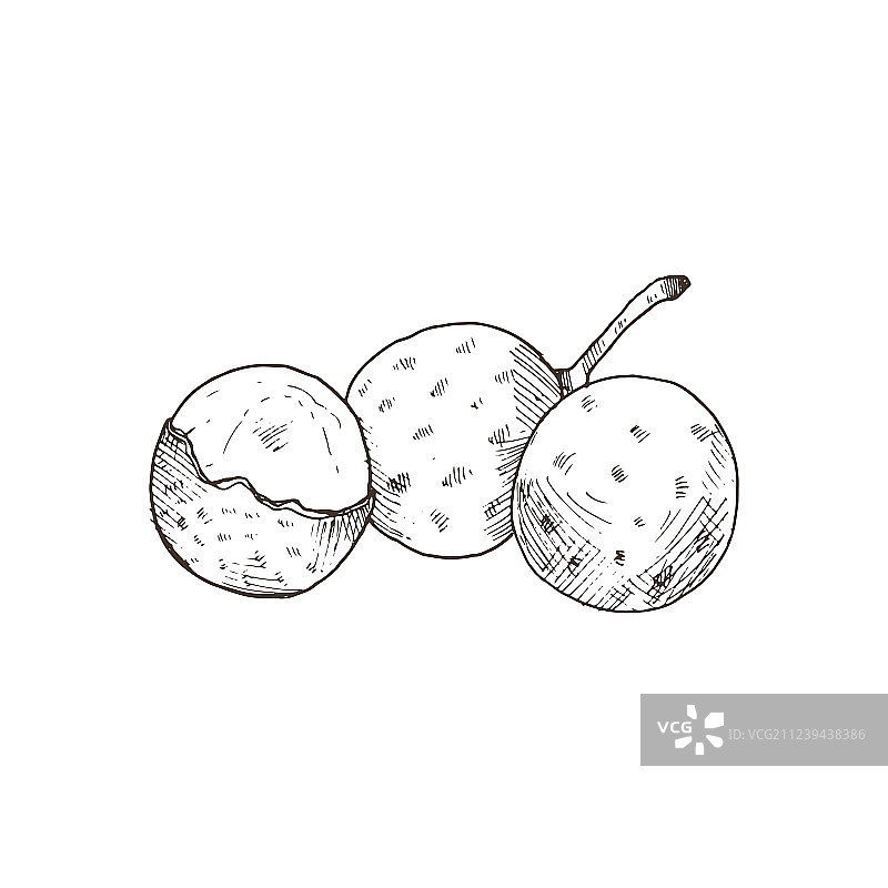 热带水果素描图片素材