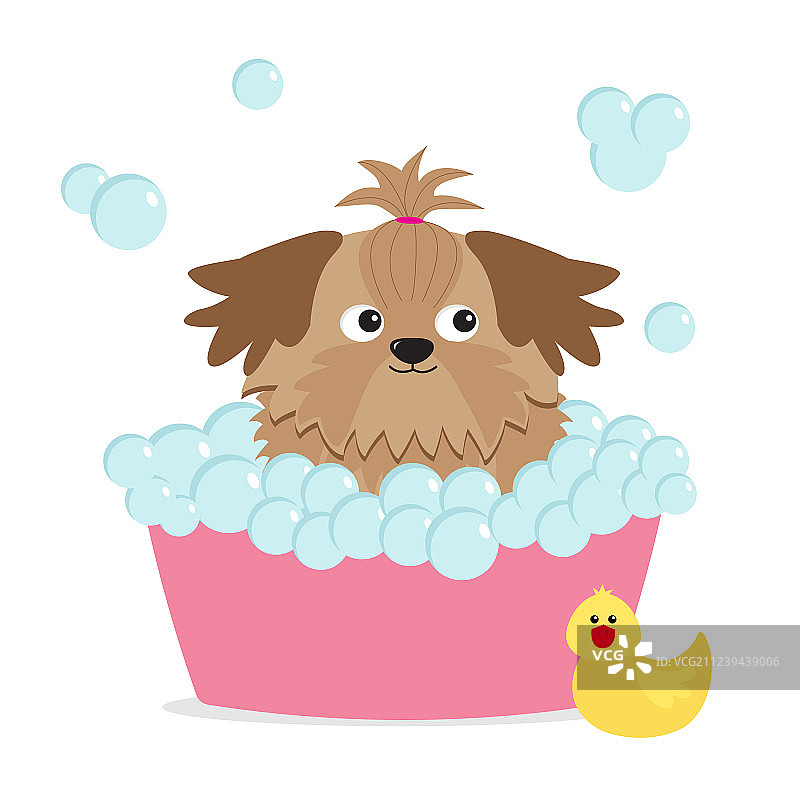 迷人的棕褐色西施犬在吹泡泡图片素材