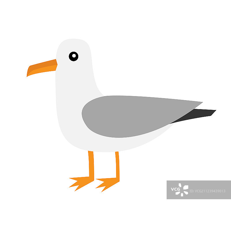 南极洲信天翁海燕海鸥图片素材