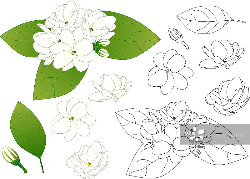 阿拉伯茉莉花轮廓图片素材