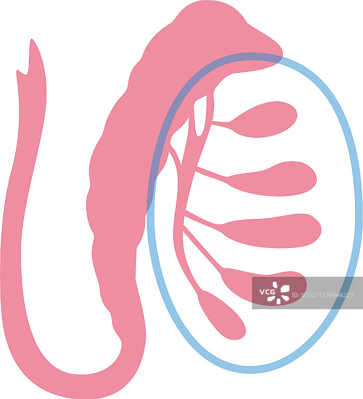 男性生殖系统图片素材