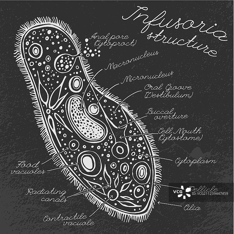 手绘草履虫图像图片素材