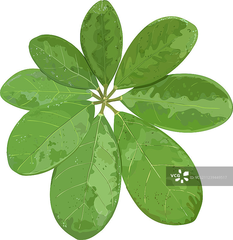 手绘花卉元素集合图片素材