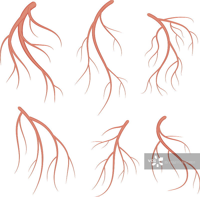 写实红色人体血管图片素材
