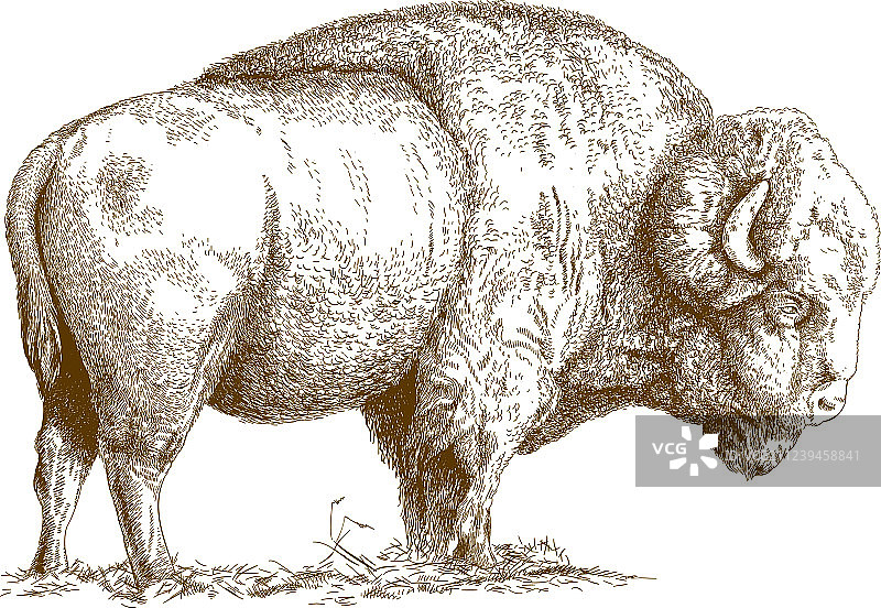 野牛蚀刻图案图片素材