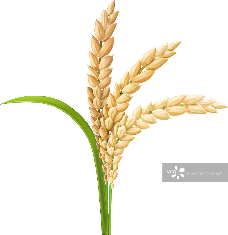 逼真稻穗图片素材