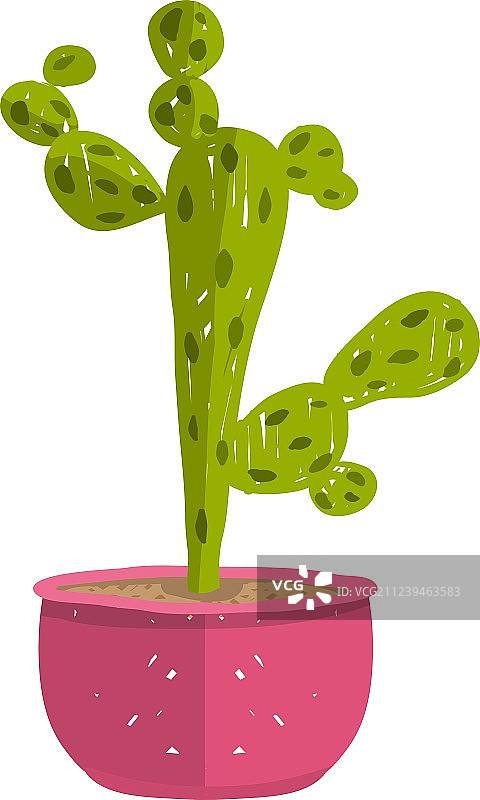 盆栽绿色室内仙人掌植物图片素材